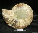 Stunningly Beautiful, Madagascar Ammonite (Half) #884-1